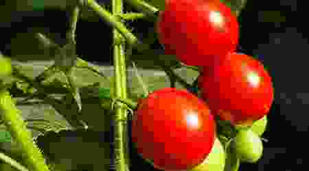 gardening-img2